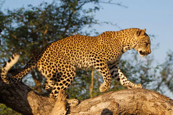 4-Day Group Tour to Tarangire, Serengeti & Ngorongoro (Budget Camping)