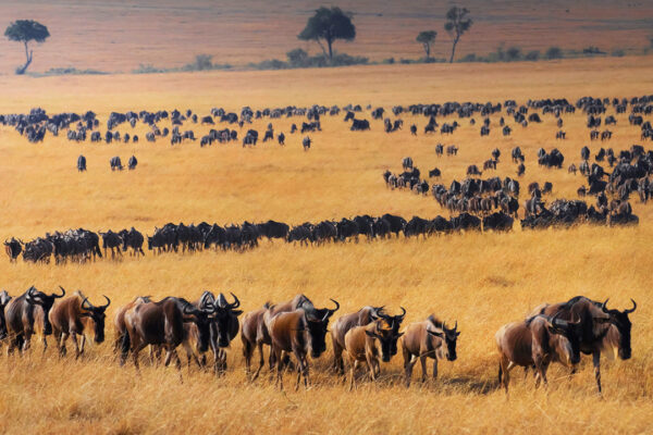 5-Day Wildebeest Migration Calving Safari in Ndutu (December – April)