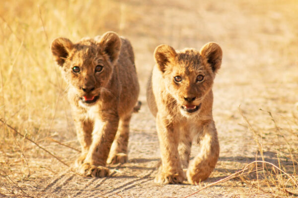 5-Day Northern Circuit Budget Tour (Arusha, Tarangire, Serengeti & Ngorongoro Crater)