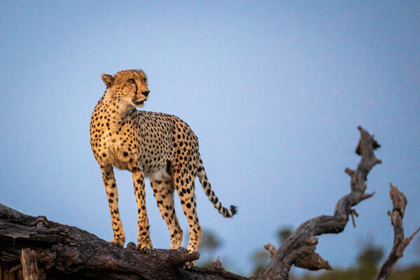 3-Day Maasai Tour, Mikumi Safari & Udzungwa Hike