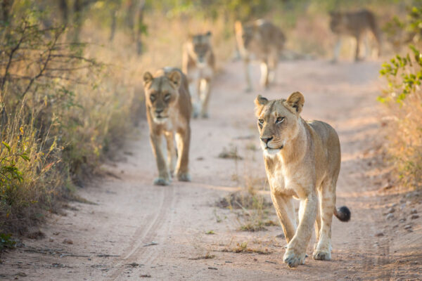 5-Day Fly-In Wildlife Safari from Zanzibar to Tanzania