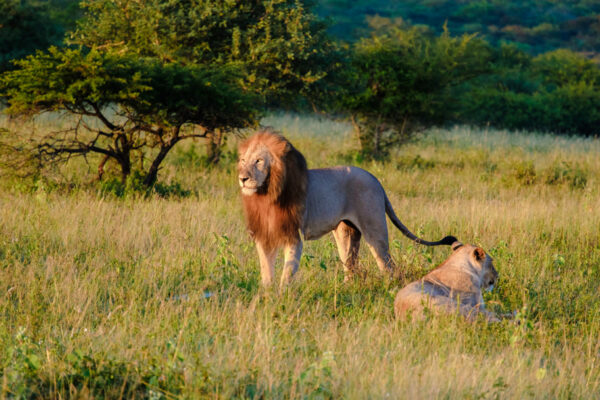 3-Day Fly-In Safari from Zanzibar to Serengeti & Ngorongoro Crater