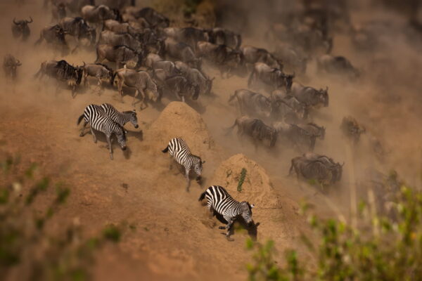 4-Day Luxury Ndutu Migration Wildlife Safari
