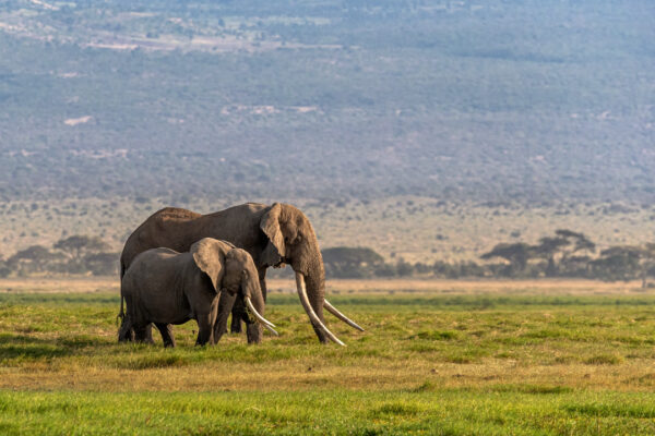 5-Day Tanzania Adventure Lodge Safari (Tarangire, Serengeti & Ngorongoro Crater)