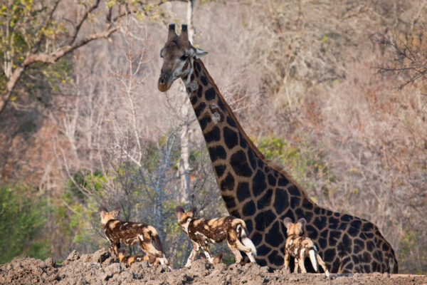 5-Day Selous & Mikumi Safari from Dar es Salaam