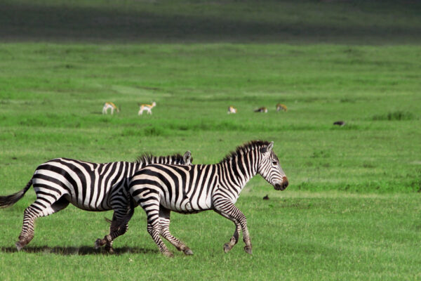 3-Day Manyara, Ngorongoro & Tarangire Budget Safari